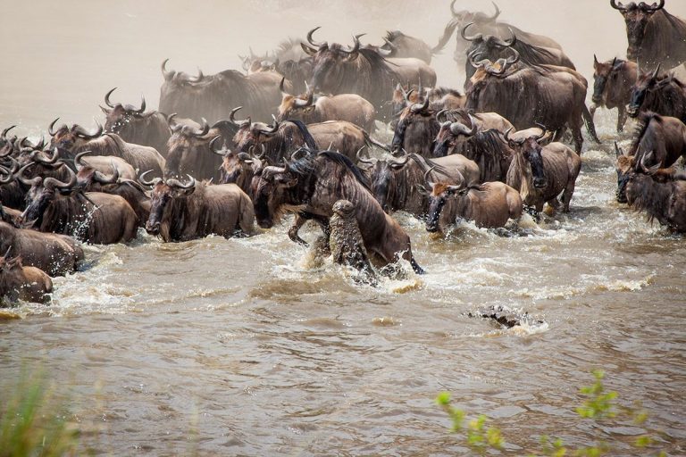 Kenya_MasaiMara_AndrewSchoemanWildlifeMigrationWildebeest2