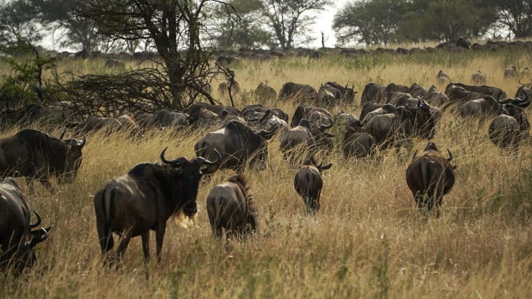 Elewana-Serengeti-Migration-Camp
